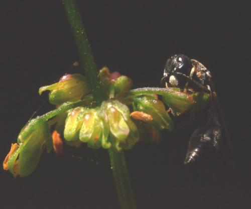 Réf. 217 911 : Microdynerus timidus